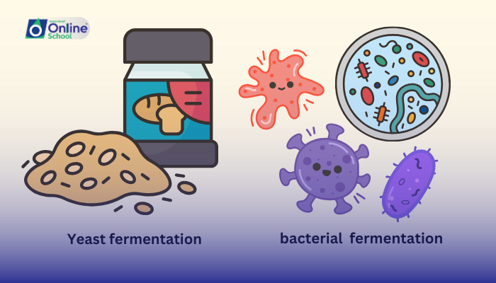 Lesson 04: Fermentation by Yeast and Bacteria